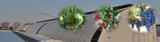 Juxiang′s Commercial Sunlight Greenhouse for Strawberry Farming