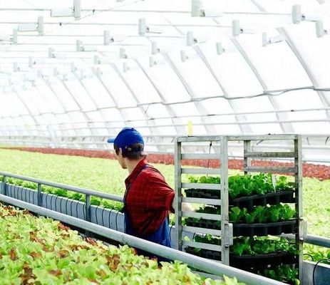 Serre à neige à vibrateur personnalisé pour la plantation de tomates