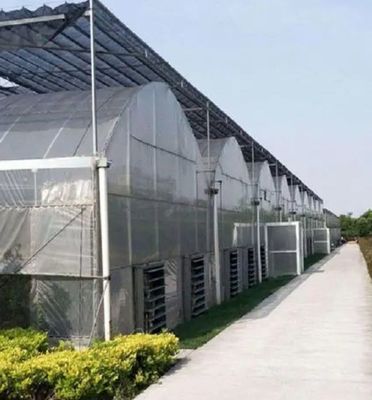 Serre de contrôle de l'humidité à plusieurs étages de Juxiang pour les poivrons