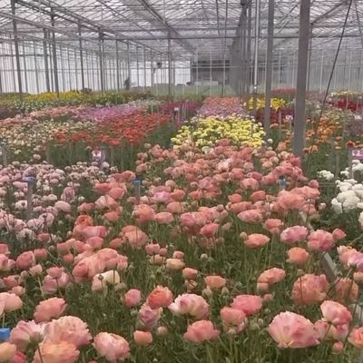 Serre à double couche en verre pour les fleurs sur mesure selon vos spécifications