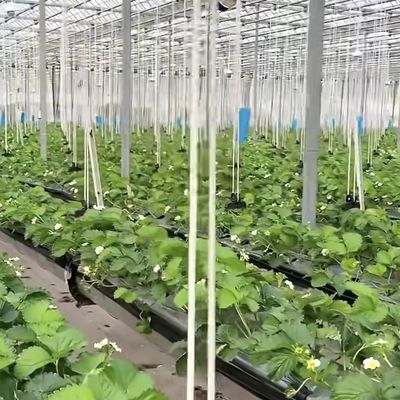 Grande serre en verre pour une croissance durable US 20 / mètre carré Grande taille