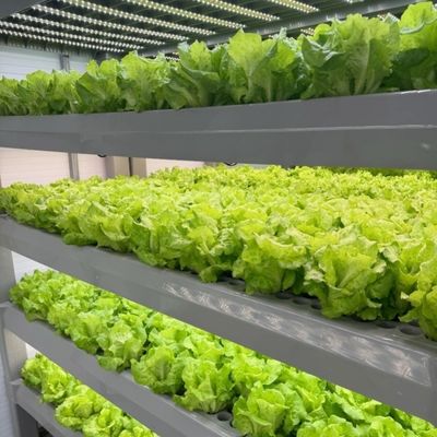 Serre pour la culture sans sol de la production à grande échelle de légumes et de fruits