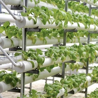 Serre pour la culture sans sol de la production à grande échelle de légumes et de fruits