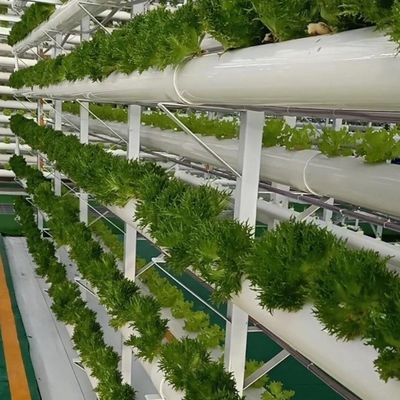 Serre pour la culture sans sol de la production à grande échelle de légumes et de fruits