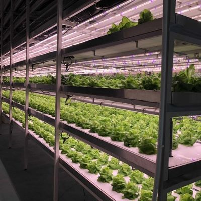 Serre pour la culture sans sol de la production à grande échelle de légumes et de fruits