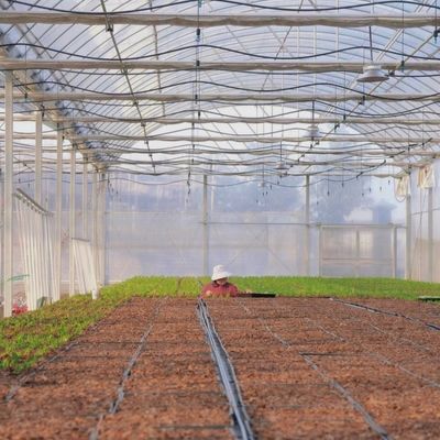 Serre agricole en plastique de type arc pour pommes de terre et concombres avec système de culture hydroponique