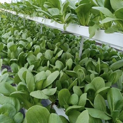 Serre agricole en plastique de type arc pour pommes de terre et concombres avec système de culture hydroponique