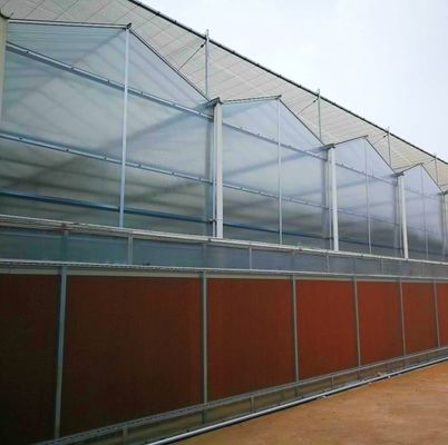 Des serres à pellicule de tunnel industriel multispan avec technologie et matériaux hydroponiques