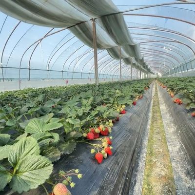 JX-A00160 Serre à irrigation goutte à goutte pour l'agriculture adaptée à vos besoins