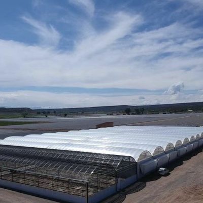 Serre en verre Venlo multifonction avec système hydroponique Cocopeat et personnalisation