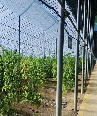 Serre de production de légumes en tunnel à plusieurs travées avec commande minimale de 1 mètre carré