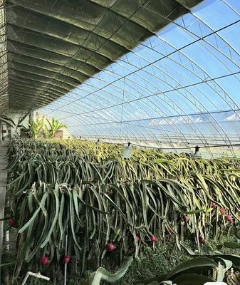 Serre de production de légumes en tunnel à plusieurs travées avec commande minimale de 1 mètre carré