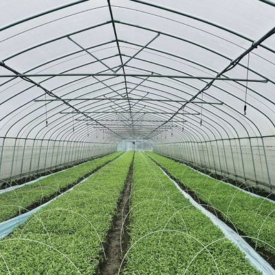 Économique Serre à une seule étendue avec hydroponie Grand coût d'expédition abordable