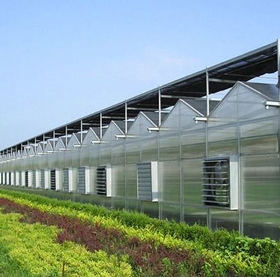 Grande aquaculture Tomate concombre Fraise Hydroponie Serre à haut rendement