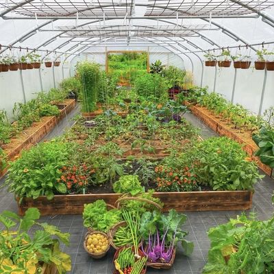 Serre tunnel pour les légumes et les tomates Paquet taille 50,00cm * 60,00cm * 50,00cm