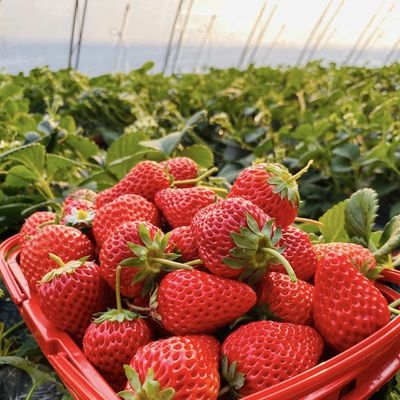 Serre tunnel pour les légumes et les tomates Paquet taille 50,00cm * 60,00cm * 50,00cm