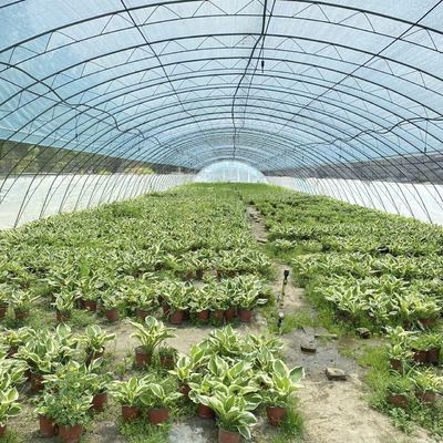 Serre commerciale à versement intégral pour les tomates et les fraises dans le tunnel de tuyauterie