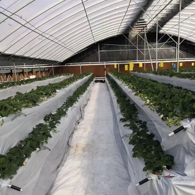 Serre commerciale à versement intégral pour les tomates et les fraises dans le tunnel de tuyauterie