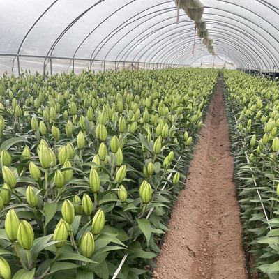 Serre commerciale à versement intégral pour les tomates et les fraises dans le tunnel de tuyauterie