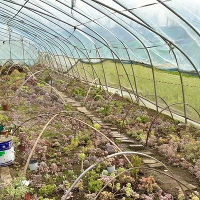 Serre commerciale à versement intégral pour les tomates et les fraises dans le tunnel de tuyauterie