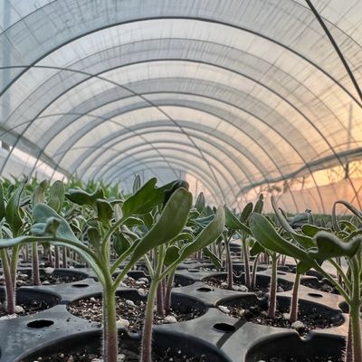 Taille du paquet 50,00cm * 60,00cm * 50,00cm Serre tunnel pour l'agriculture et les légumes
