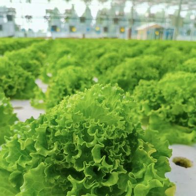 JX-A00172 Tunnel Greenhouse for Commercial Soilless Culture System of Strawberries Système de culture sans sol pour le commerce des fraises