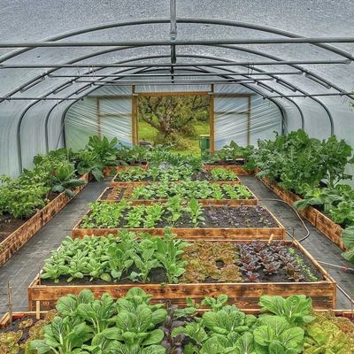 Serre à tunnel hydroponique à couche unique pour l'agriculture 30 jours Remboursements