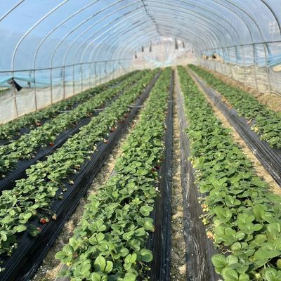 Serre à tunnel hydroponique à couche unique pour l'agriculture 30 jours Remboursements