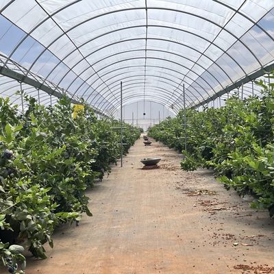 Système commercial de culture de cocopeat dans une serre en tunnel économique pour une culture améliorée
