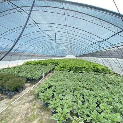 Grande agriculture innovante arches tunnel serre parfaite pour la culture toute l'année