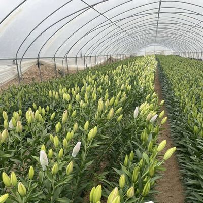 Système de culture hydroponique en serre en tunnel à couche unique pour les légumes à plusieurs étendues