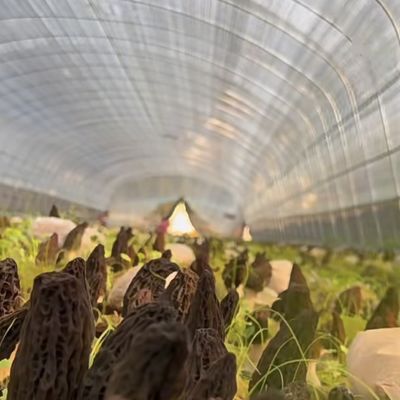 Système de culture hydroponique en serre en tunnel à couche unique pour les légumes à plusieurs étendues