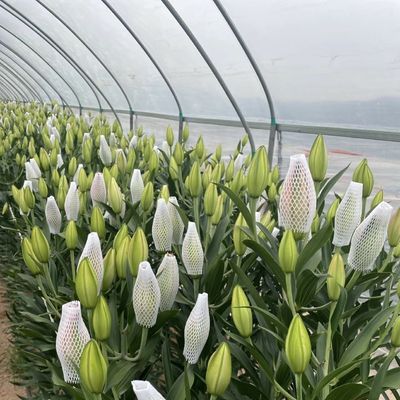 Système de culture hydroponique en serre en tunnel à couche unique pour les légumes à plusieurs étendues