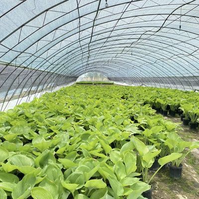 Système de culture hydroponique en serre en tunnel à couche unique pour les légumes à plusieurs étendues