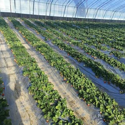 Système hydroponique à mètre carré pour la production à grande échelle de légumes et de fleurs