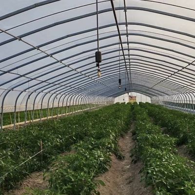 Grote serre à tunnel à arc unique JX-A00182 pour la production végétale toute l'année