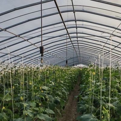 Révolutionnez votre production végétale avec une serre à goutte à goutte