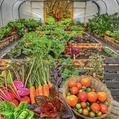 Système de culture de cocotiers en serre pour tomates et fraises Expédition rapide
