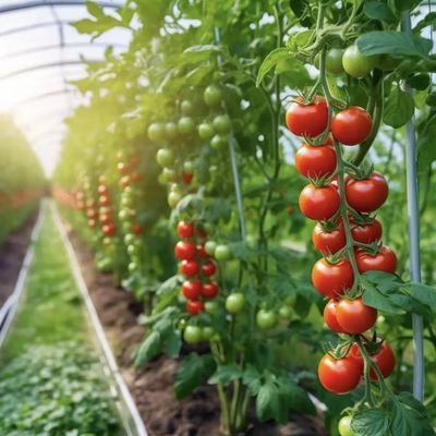 Système innovant de serre à goutte à goutte à travers un tunnel à irrigation à plusieurs étages avec remboursement de 30 jours