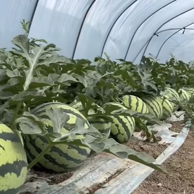 Système innovant de serre à goutte à goutte à travers un tunnel à irrigation à plusieurs étages avec remboursement de 30 jours