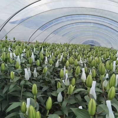 Système innovant de serre à goutte à goutte à travers un tunnel à irrigation à plusieurs étages avec remboursement de 30 jours