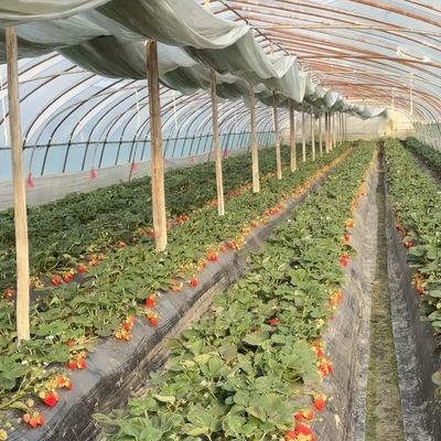 Système innovant de serre à goutte à goutte à travers un tunnel à irrigation à plusieurs étages avec remboursement de 30 jours