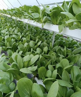 Serre à pellicule à longue portée avec refroidissement/ombrage/irrigation