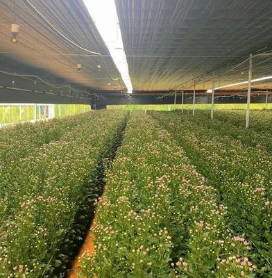 Serre à pellicule à longue portée avec refroidissement/ombrage/irrigation