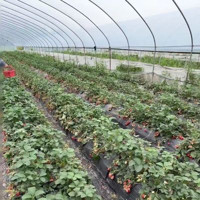 Système de culture hydroponique en serre par tunnel en arc à plusieurs travées