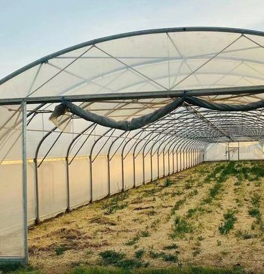 Serre à la lumière du soleil pour la plantation de capsicum méthode de culture de légumes avancée