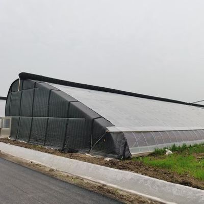 Serre à la lumière du soleil pour la plantation de capsicum méthode de culture de légumes avancée