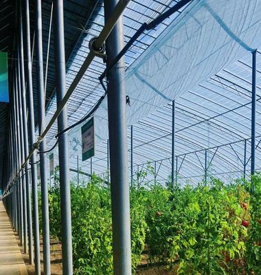 Serre à la lumière du soleil pour la plantation de capsicum méthode de culture de légumes avancée