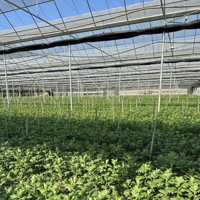 50.00cm * 60.00cm * 50.00cm Taille du colis Système d'irrigation à goutte à goutte en PVC durable