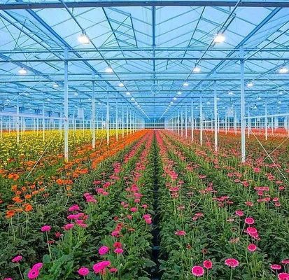 Demandes personnalisées Origine Serre à double arche pour légumes 20GP/40GP/40HC